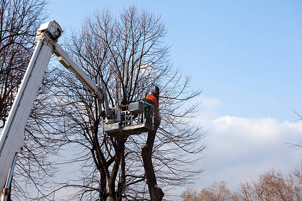 Best Tree Preservation Services  in Breckenridge, MN